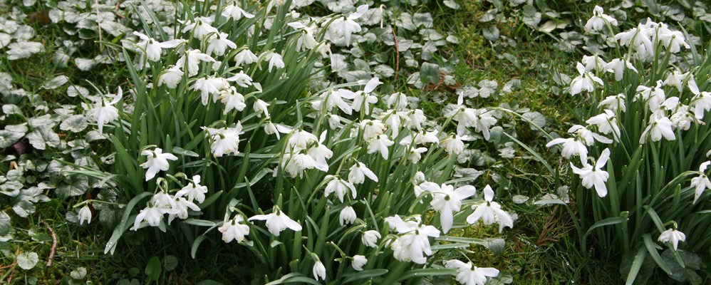 Garden full of snow drops