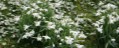 Garden full of snow drops